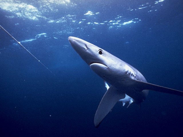 Blue shark close to the surface