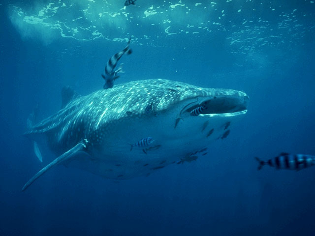 Whale Shark is feeding close to the surface