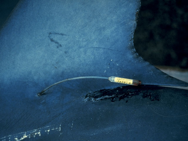 Tag found on re-captured blue shark