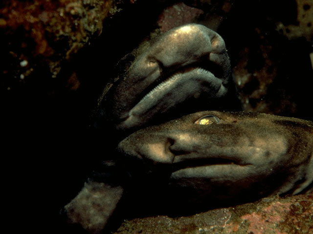 Shark snouts