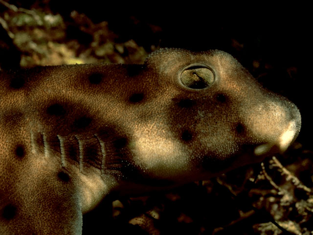 A Horn shark