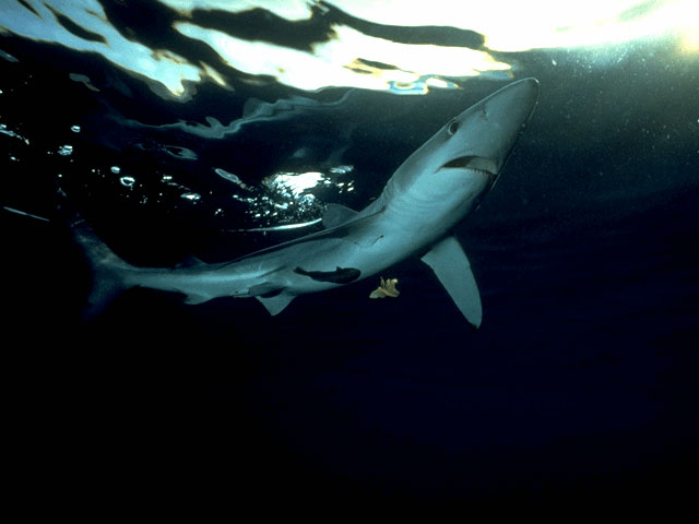 Blue shark surfaces off California coast