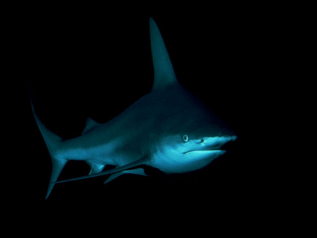 Brown reef shark at Sea World, Florida