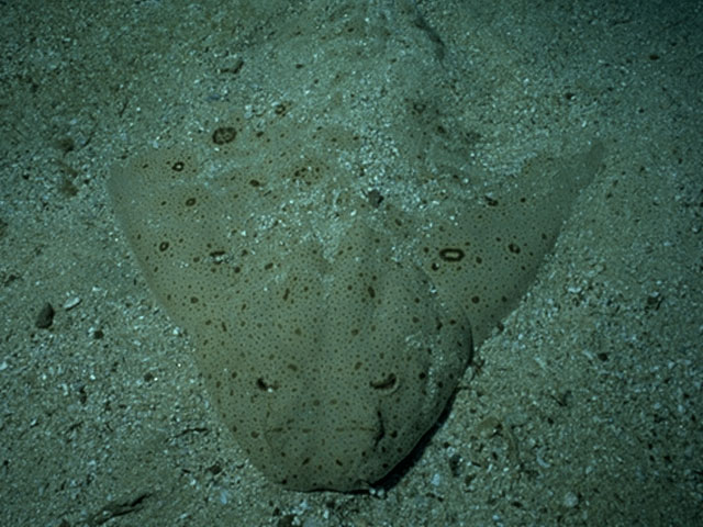 Pacific angel shark