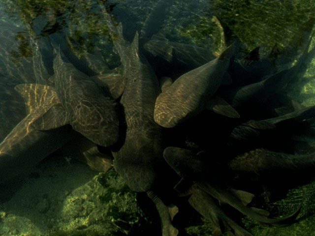 Nurse shark at Sea World, Florida