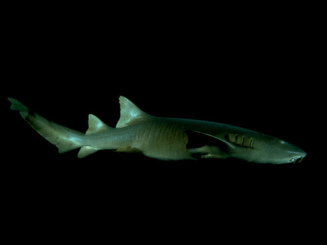 Nurse shark at Sea World, Florida