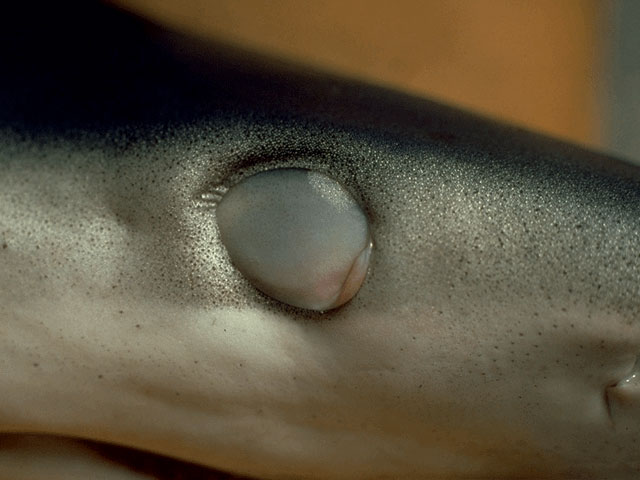 Blue shark nictitating eye membrane