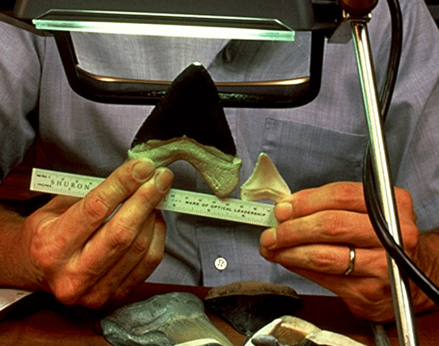 Megalodon and white shark teeth compared