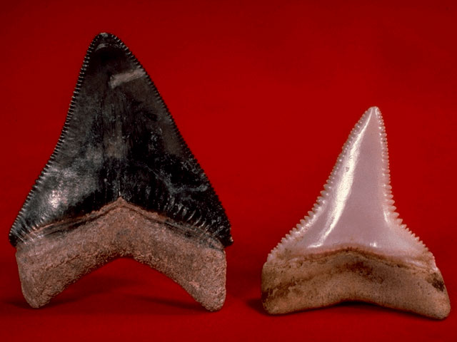 Megalodon and white shark teeth examined