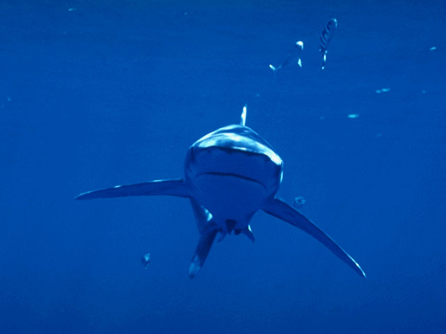 Inquisitive whitetip