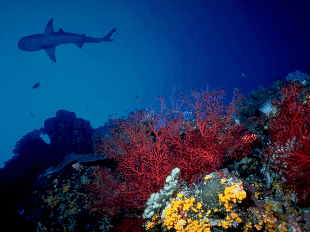 Oceanic whitetip exploring corals