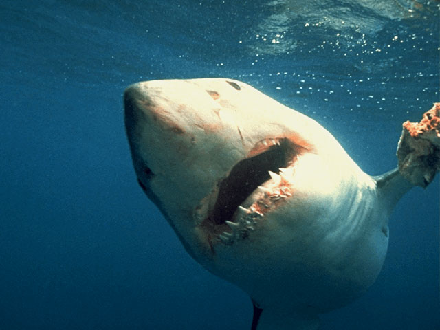 White shark posturing to bite