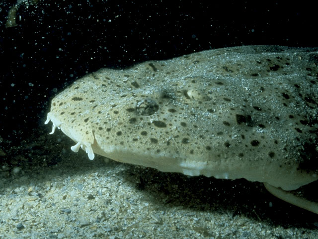 Close-up of angel shark