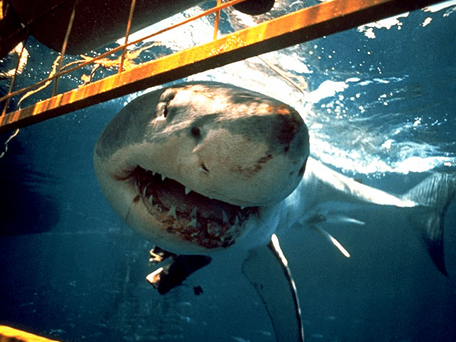 Inquisitive White shark