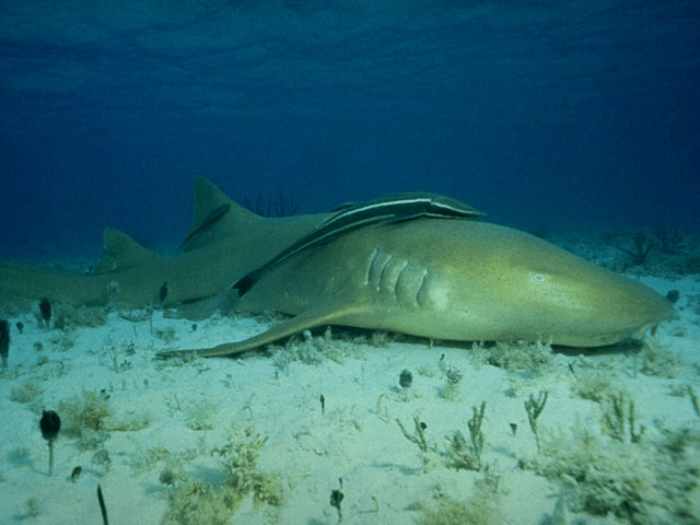 Nurse shark rests on ocean bottom