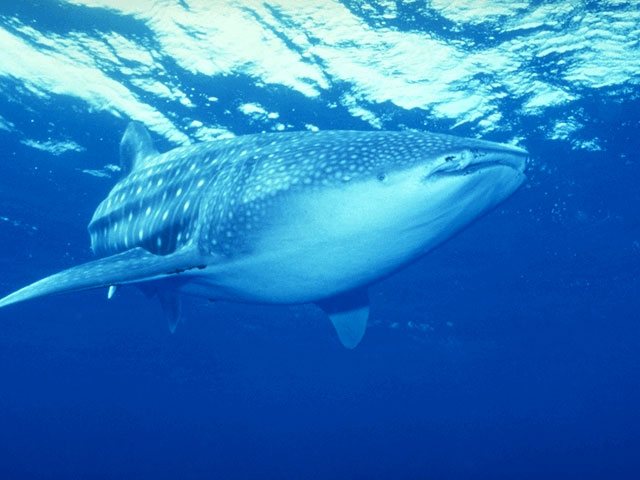 Whale shark surfacing