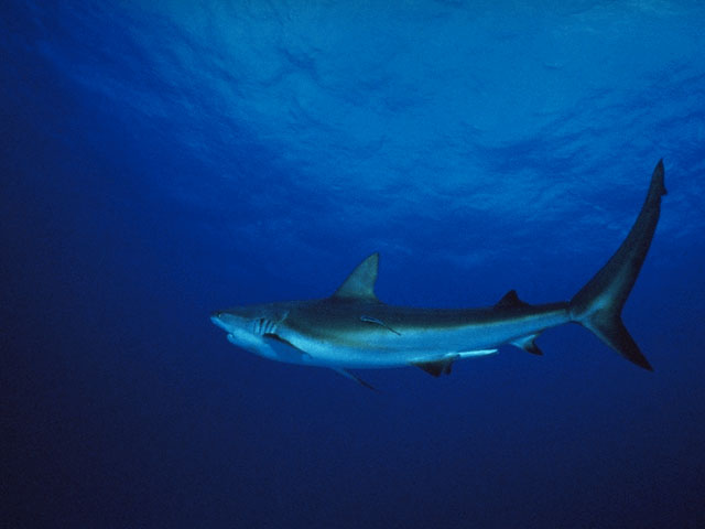 Caribbean reef shark