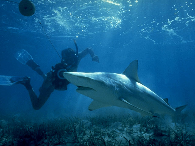 Shark poses for curious diver