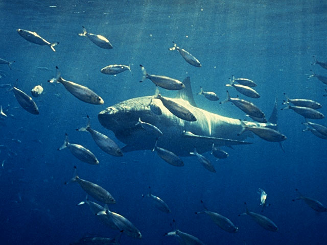 Great white rushes a school of fish