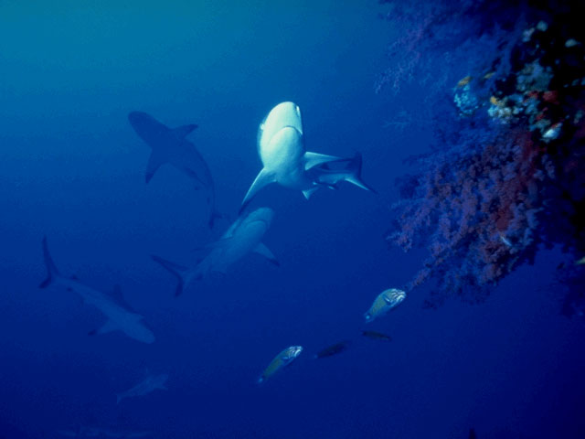 Hungry blues search reef for food