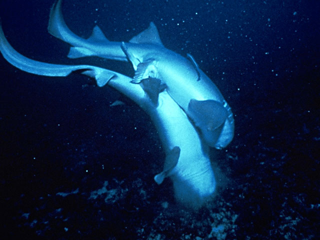 Shark copulation