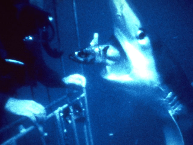 Diver in cage hand feeding blue shark