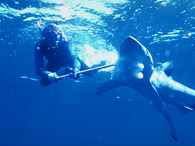 Diver uses bang stick on blue shark