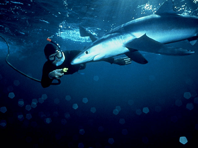 Diver encounters curious blue shark