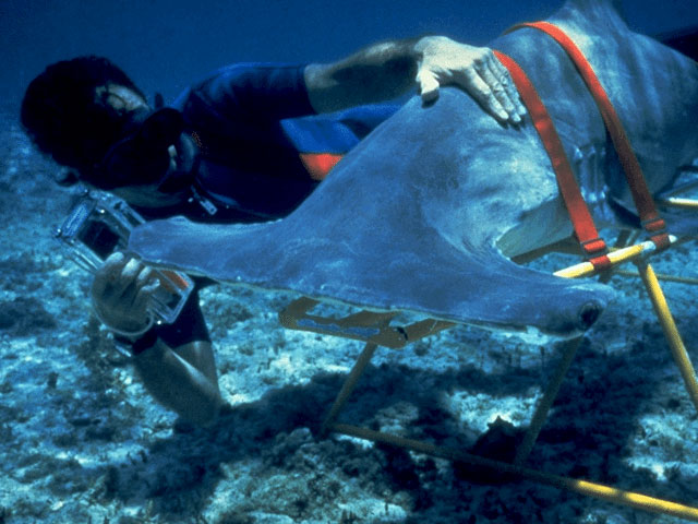 Diver investigates a hammerhead