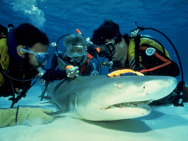 Diver investigates a lemon shark