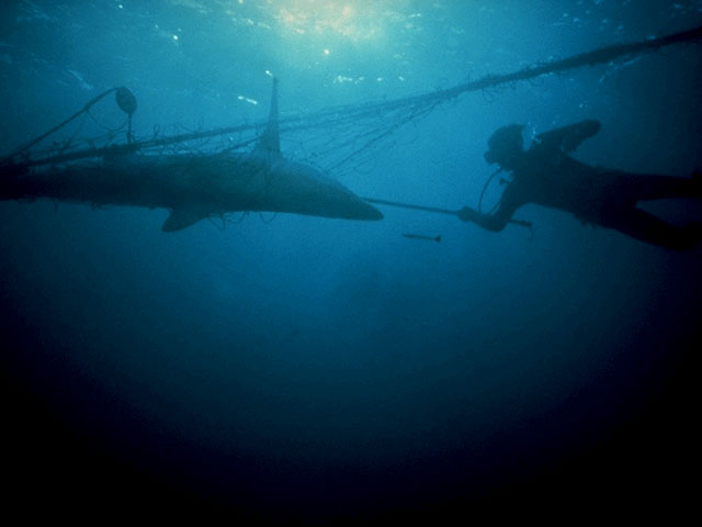 Shark entangled in gill net