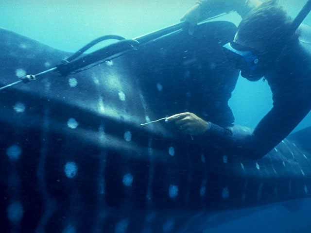 Diver tags whale shark off So. Africa