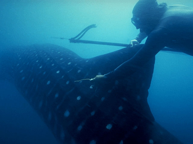 Diver tags whale shark off So. Africa