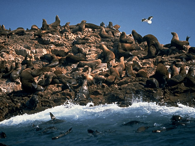 Seals and sharks