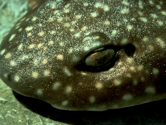 Yellow spotted cat shark notice spiracle