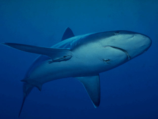 Silvertip shark in the Red Sea