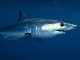 Shortfin mako off California coast