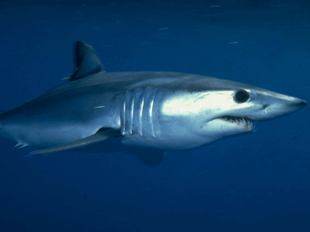 Shortfin mako off California coast