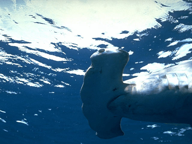 Scalloped hammerhead off Florida