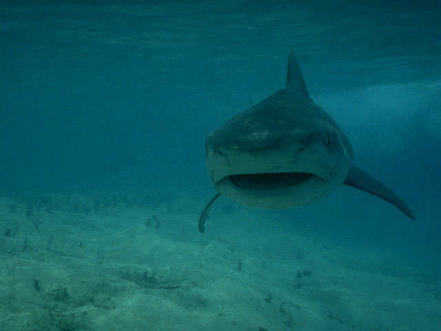 Tiger shark off Bahamas