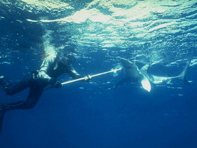 Diver frightens away shark