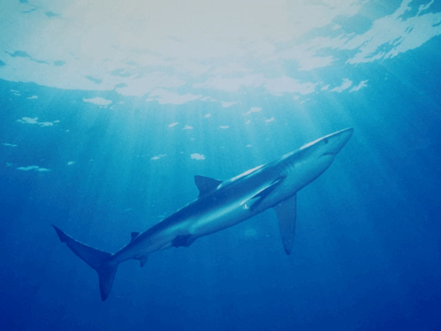 Spiny dogfish close to the surface