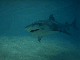 Tiger shark off Bahamas