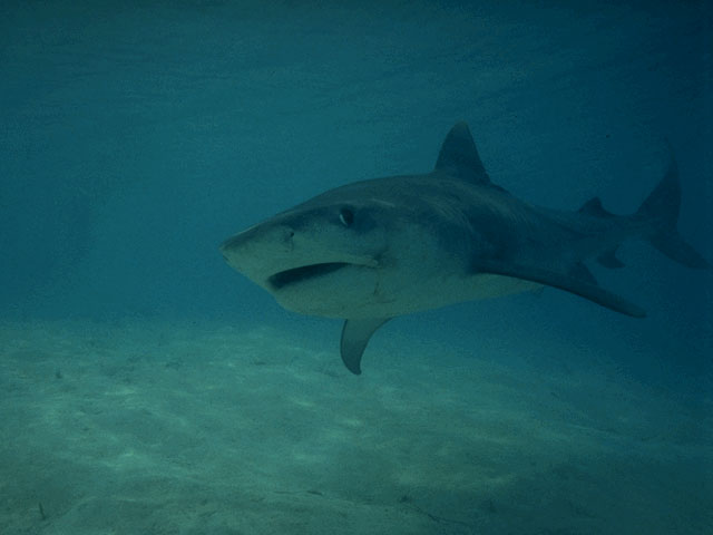 Tiger shark off Bahamas