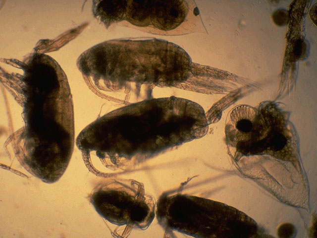 Copepods - food for basking sharks