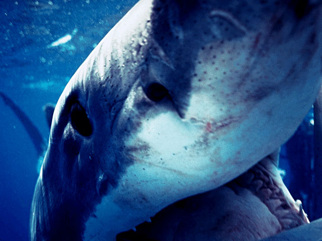 Great white biting diver shark cage