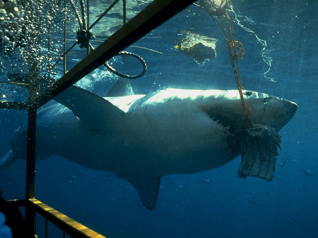 Feeding great white off Australia coast