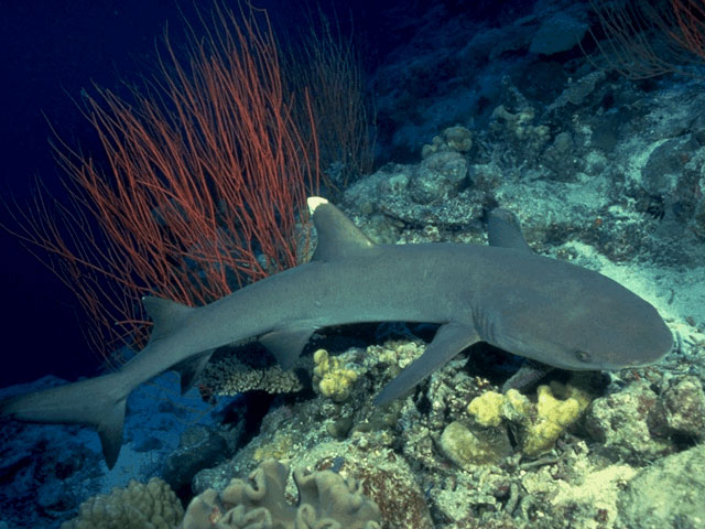 Whitetip reef shark off Australia coast