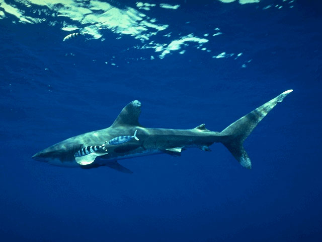 Oceanic whitetip and pilot fish, Hawaii