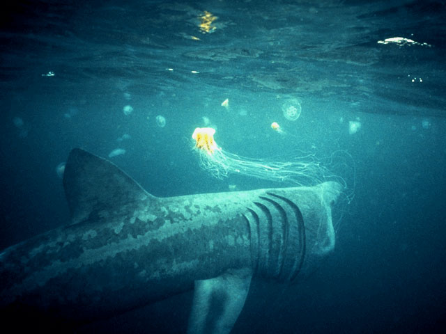 Feeding basking shark